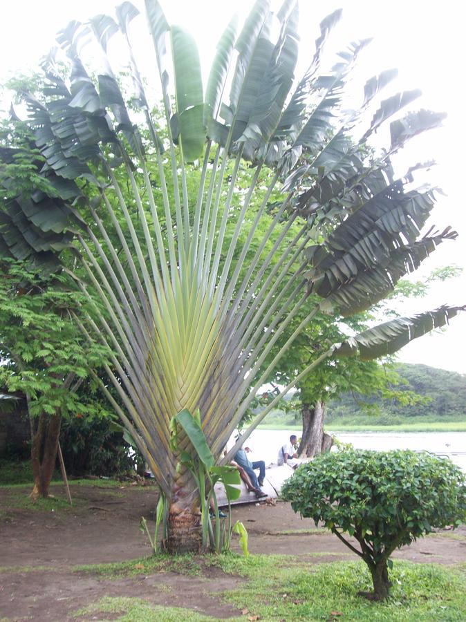 Forest Lodge Uvita Luaran gambar